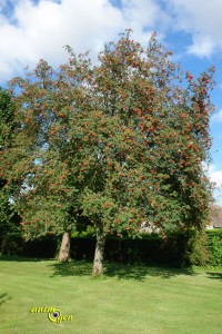 Alimentation : le sorbier des oiseleurs, un arbre à surprises pour nos perroquets