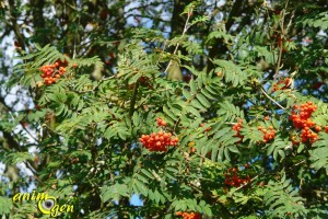 Alimentation : le sorbier des oiseleurs, un arbre à surprises pour nos perroquets