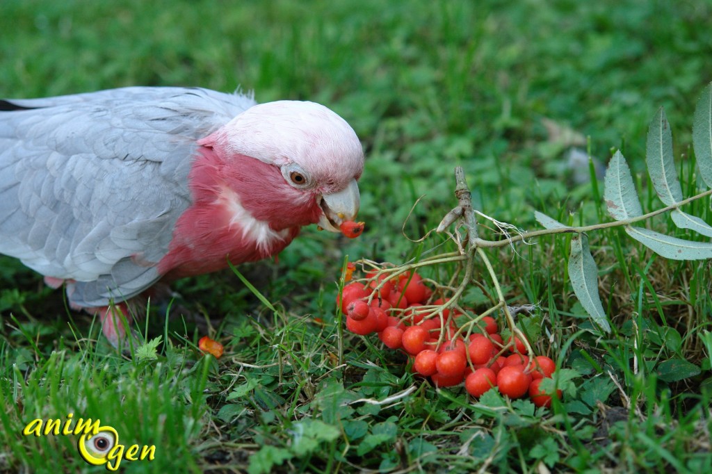 Alimentation : le sorbier des oiseleurs, un arbre à surprises pour nos perroquets