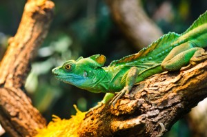 Le Basilic vert, ou Basiliscus plumifrons, un lézard d'exception