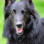 Le berger belge, un chien à ne pas mettre entre toutes les mains