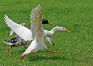 Le coureur indien, un canard toujours pressé