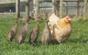 Le coureur indien, un canard toujours pressé