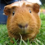 Le cochon d’Inde, Cobaye, ou Cavia aperea porcellus