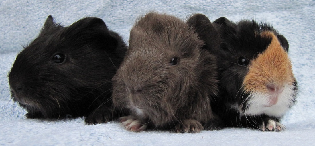 Le Cochon D Inde Cobaye Ou Cavia Aperea Porcellus AnimOgen