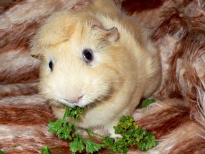 Le cochon d’Inde, Cobaye, ou Cavia aperea porcellus