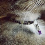 Accessoire : quel modèle de collier avec sécurité pour chat choisir ?