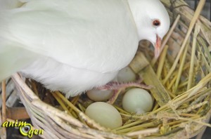 Santé : ponte, incubation et croissance des oisillons chez les colombes blanches