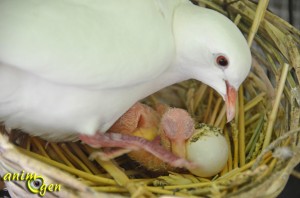 Santé : ponte, incubation et croissance des oisillons chez les colombes blanches