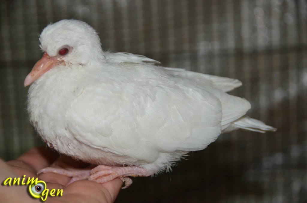 Santé : ponte, incubation et croissance des oisillons chez les colombes blanches