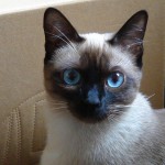 Santé : l'influence de la température sur la couleur des chats siamois