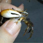 Le crabe violoniste, ou Uca pugilator, un crustacé nain hors du commun