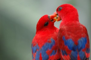 Qu'est-ce-qui fait craquer les perroquets dans le choix de leur partenaire ?