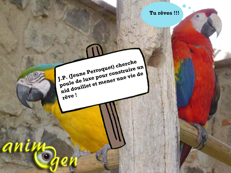 Qu'est-ce-qui fait craquer les perroquets dans le choix de leur partenaire ?