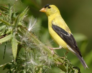 Quelles activités de foraging peut-on proposer aux canaris et oiseaux exotiques en volière ?