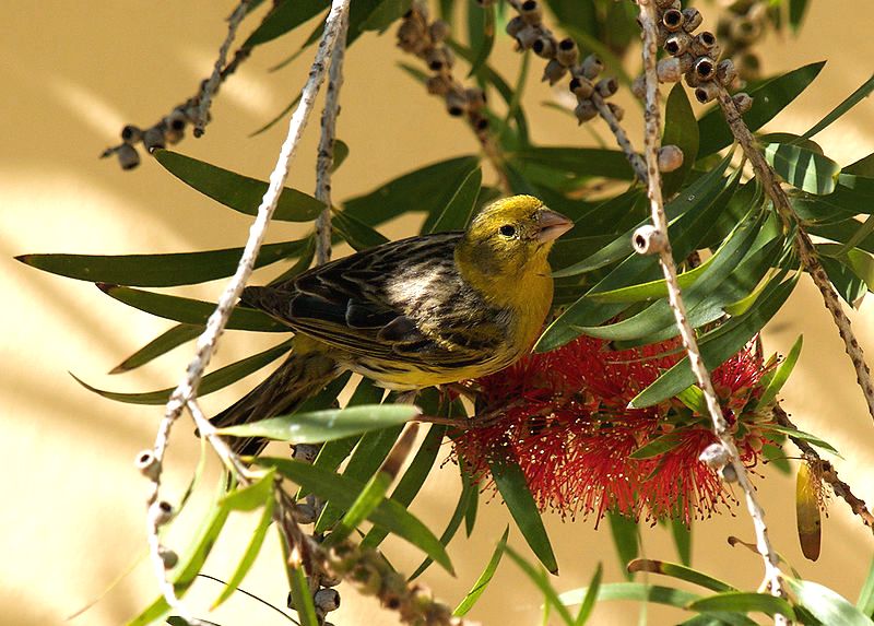 Quelles activités de foraging peut-on proposer aux canaris et oiseaux exotiques en volière ?