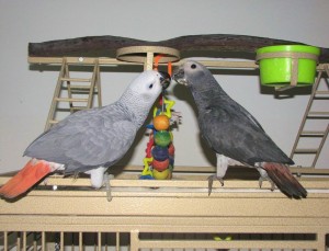 Le Gris du Timneh, ou Psittacus erithacus timneh, sombre cousin du gris du Gabon 