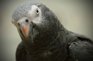 Le Gris du Timneh, ou Psittacus erithacus timneh, sombre cousin du gris du Gabon 