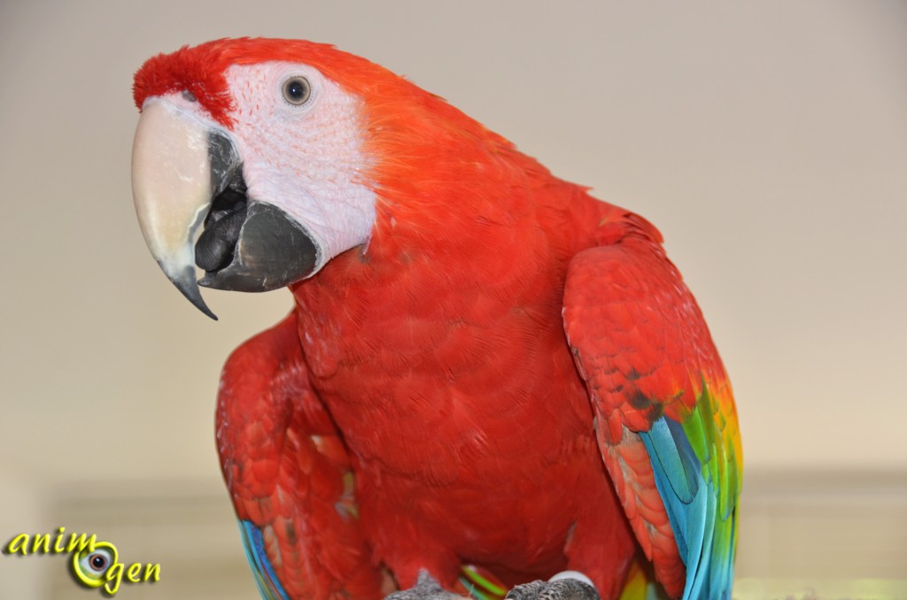Santé : le halètement chez le perroquet (causes, symptômes, traitement)