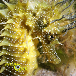 Aquariophilie marine : la reproduction de l’hippocampe (1 ère partie, l’environnement)