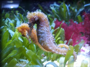 Aquariophilie marine : la reproduction de l’hippocampe (1 ère partie, l’environnement)