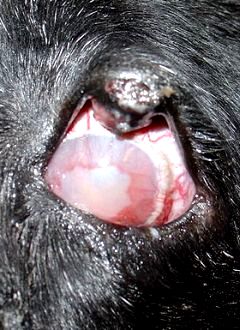 Santé : l'hépatite contagieuse canine, ou hépatite de Rubarth (causes, symptômes, traitement)