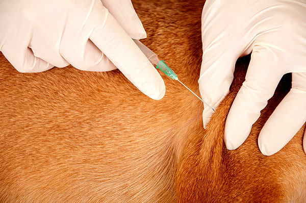 Santé : l'hépatite contagieuse canine, ou hépatite de Rubarth (causes, symptômes, traitement)