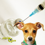 Santé : l'hépatite contagieuse canine (causes, symptômes, traitement)