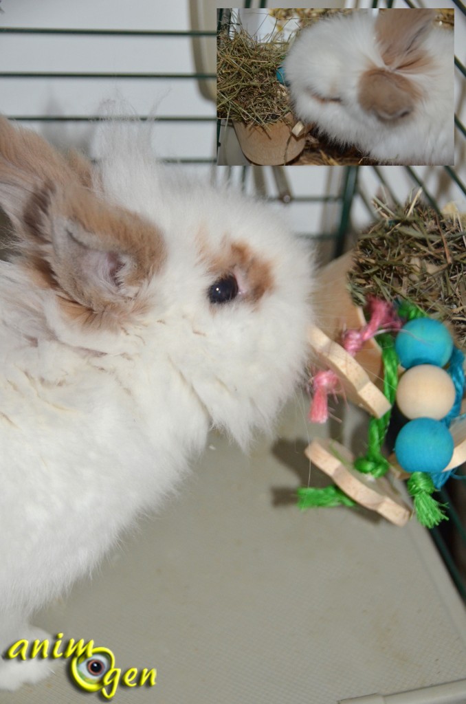 Jouet et accessoire pour lapins et rongeurs : fabriquez un pot de fleurs distributeur de foin