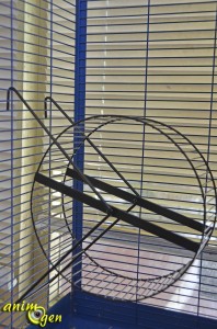 Accessoire et jeu pour rongeur : roue Laufrad pour écureuils, octodons et rats (Trixie)