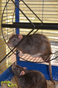 Accessoire et jeu pour rongeur : roue Laufrad pour écureuils, octodons et rats (Trixie)