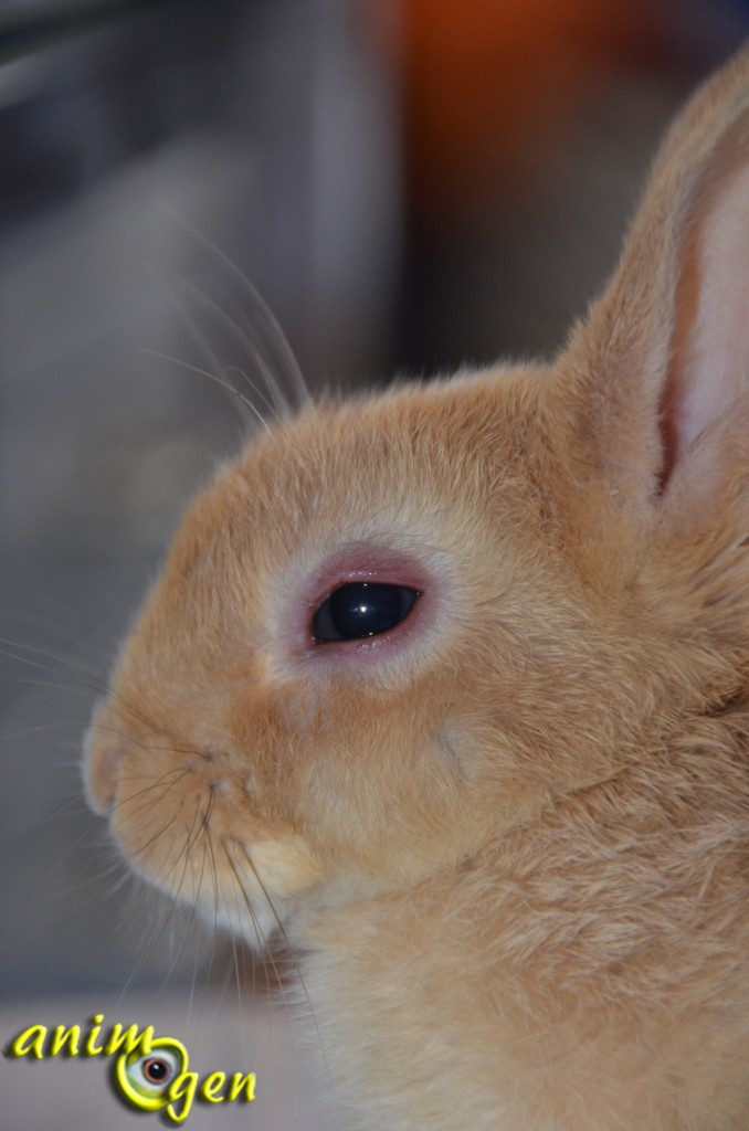 Santé : la conjonctivite chez nos lapins de compagnie (causes,symptômes, traitement)