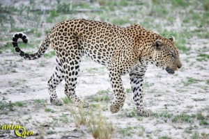 Le léopard,un félin insaisissable