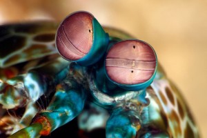 La squille multicolore, mante arlequin ou squille mante (Odontodactylus scyllarus)