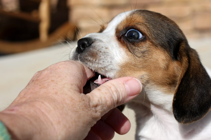 Comportement : la morsure chez le chien (causes et actions préventives)