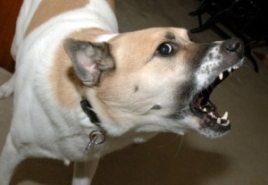 Comportement : la morsure chez le chien (causes et actions préventives)