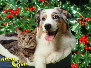 Santé : les plantes de Noël toxiques pour nos chiens et chats