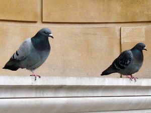 Pourquoi les oiseaux restent-ils posés sur une patte ?