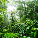 Payeng, une vie au service de la protection des espèces en danger en Inde