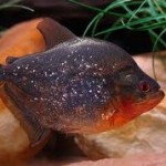 Le piranha rouge, ou Pygocentrus nattereri, un poisson aux dents longues