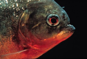 Le piranha rouge, ou Pygocentrus nattereri, un poisson aux dents longues