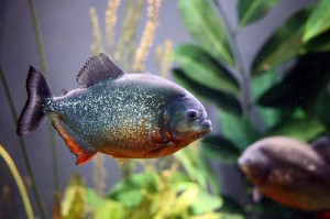 Le piranha rouge, ou Pygocentrus nattereri, un poisson aux dents longues