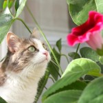 Santé : quelles sont les plantes toxiques pour nos chats ?