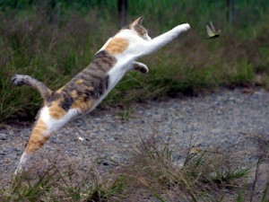 Comportement : pourquoi les chats nous rapportent-ils ce qu'ils chassent ?