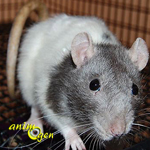 Santé : queue recourbée sur le dos chez le rat et la souris (causes, symptômes, solutions)