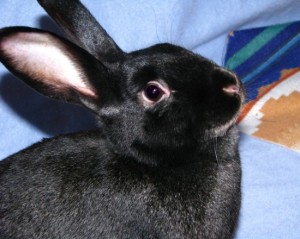 Le lapin satin, un joyau à grandes oreilles