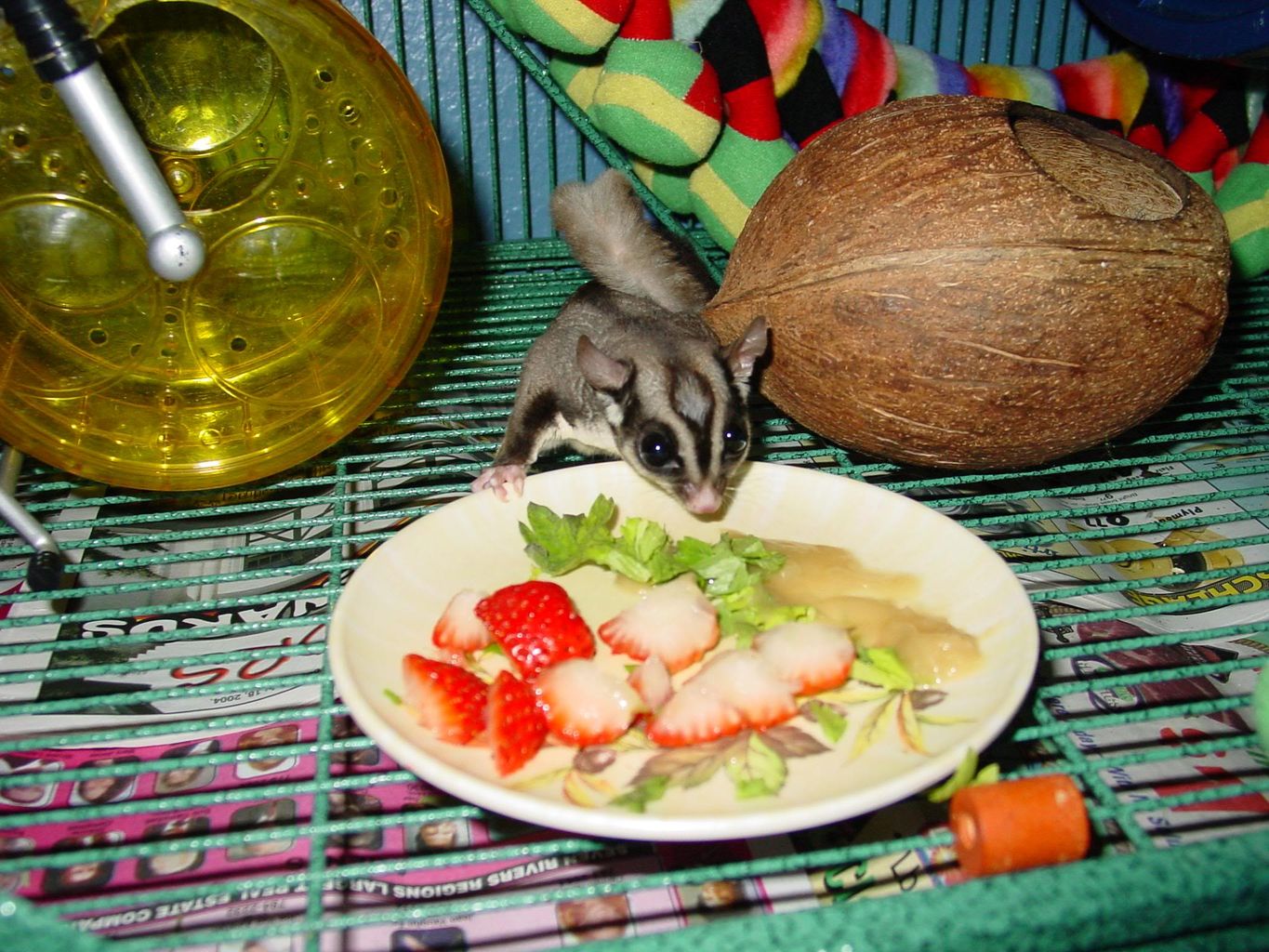 Le sugar glider, un marsupial comme animal de compagnie animOgen