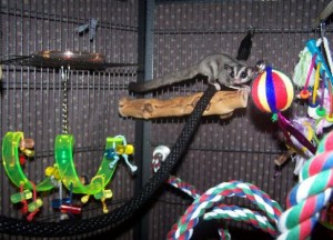 Le sugar glider, un marsupial comme animal de compagnie