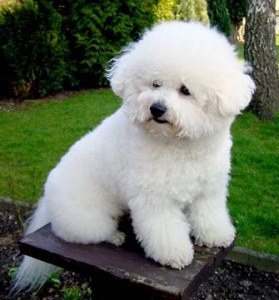 Le Bichon frisé, un caractère fort dans un corps de peluche