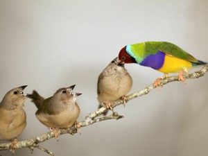 Diamant de Gould, ou Chloebia gouldiae, un oiseau en livrée d'Arlequin